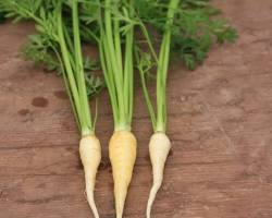 Blanche de Küttigen