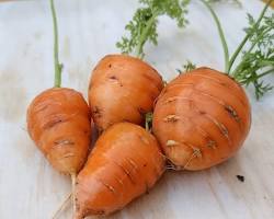 Carotte Guérandaise