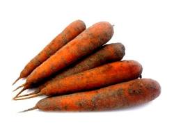 Carotte de Sable des Landes